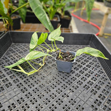 Load image into Gallery viewer, Philodendron Hederaceum, Heart Leaf, Exact Plant Variegated Ships Nationwide
