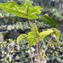 Load image into Gallery viewer, Alocasia Jacklyn Aurea variegated 2.5" pot, Fedex 2day*

