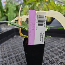 Load image into Gallery viewer, Philodendron Florida Ghost, Exact Plant Ships Nationwide
