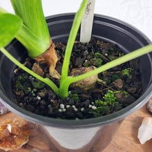 Load image into Gallery viewer, Alocasia Gageana Aurea, Exact Plant Variegated Large
