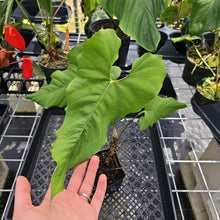 Load image into Gallery viewer, Anthurium Balaoanum "Dussii" 4" pot, Fedex 2day*
