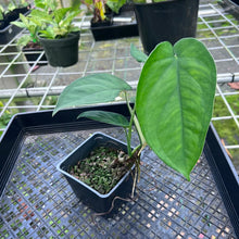 Load image into Gallery viewer, Syngonium Chiapense, Exact Plant Variegated
