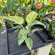Load image into Gallery viewer, Philodendron Giganteum, Exact Plant Variegated Ships Nationwide
