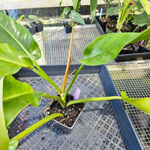 Load image into Gallery viewer, Philodendron Giant Orlando, Exact Plant Ships Nationwide
