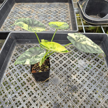 Load image into Gallery viewer, Alocasia Baginda Dragon Scale Albo Aurea Bicolor variegated exact plant, Fedex 2day*
