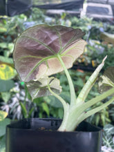 Load image into Gallery viewer, Alocasia Black Velvet Pink variegated 2.5" pot, Fedex 2day*
