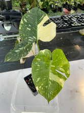 Load image into Gallery viewer, Monstera Deliciosa Creme Brulee variegated exact plant, Fedex 2day*
