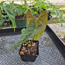Load image into Gallery viewer, Anthurium (Ace of Spades Dark Form x Kunayalense) x Pap FS 2.5" pot, Fedex 2day*
