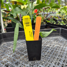 Load image into Gallery viewer, Anthurium Sp. Limon, Exact Plant Ships Nationwide
