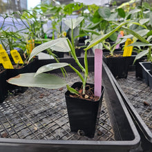 Load image into Gallery viewer, Philodendron Hastatum Silver Sword, Exact Plant Variegated Ships Nationwide
