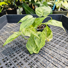 Load image into Gallery viewer, Philodendron Hederaceum, Heart Leaf, Exact Plant Variegated Ships Nationwide
