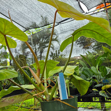 Load image into Gallery viewer, Philodendron Goldiana, Exact Plant Ships Nationwide
