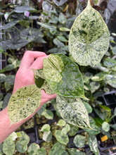 Load image into Gallery viewer, Alocasia Dragon Scale Mint variegated 2.5" pot, Fedex 2day*
