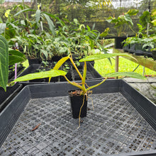 Load image into Gallery viewer, Philodendron Goldiana, Exact Plant Ships Nationwide
