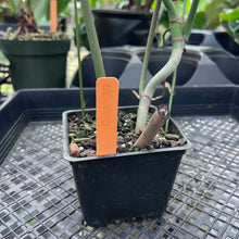 Load image into Gallery viewer, Philodendron Joepii, Exact Plant Ships Nationwide
