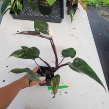 Load image into Gallery viewer, Philodendron Red Anderson, Exact Plant Ships Nationwide
