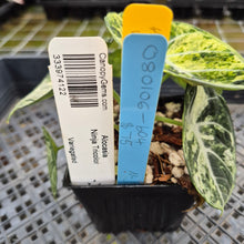 Load image into Gallery viewer, Alocasia Ninja Tricolor Splash, Black Velvet Variegated exact plant, Fedex 2day*
