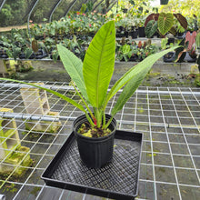 Load image into Gallery viewer, Philodendron Campii Lynette, XL, Exact Plant

