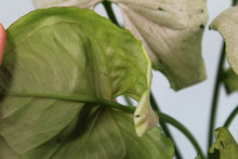 Load image into Gallery viewer, Variegated Syngonium Green Splash, exact plant, ships nationwide
