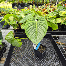 Load image into Gallery viewer, Philodendron Sodiroi True Form, Exact Plant Ships Nationwide
