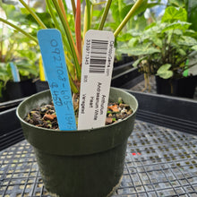 Load image into Gallery viewer, Anthurium Andraeanum White Heart, Exact Plant Variegated Ships Nationwide
