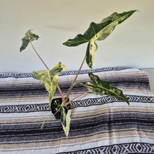 Load image into Gallery viewer, Alocasia sarian Albo, Exact Plant Ships Nationwide.
