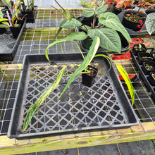 Load image into Gallery viewer, Philodendron Holtonianum Variegated, Exact Plant Ships Nationwide
