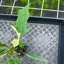 Load image into Gallery viewer, Philodendron Florida Beauty X Tortum, Exact Plant Variegated

