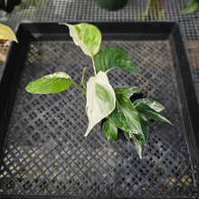Load image into Gallery viewer, Epipremnum Pinnatum Albo, Exact Plant Variegated Ships Nationwide
