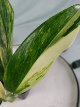 Load image into Gallery viewer, Standleyana Aurea, exact plant, variegated Monstera, ships nationwide
