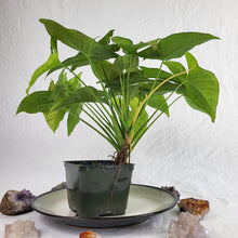Load image into Gallery viewer, Syngonium Regina Red, Exact Plant Triple plant
