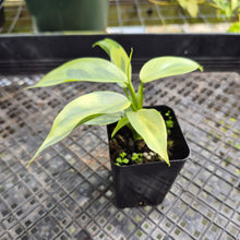 Load image into Gallery viewer, Philodendron Hastatum Silver Sword, Exact Plant Variegated Ships Nationwide

