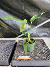 Load image into Gallery viewer, Anthurium Spectabile, Exact Plant Ships Nationwide
