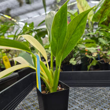 Load image into Gallery viewer, Philodendron Wend Imbe, Exact Plant Variegated Ships Nationwide
