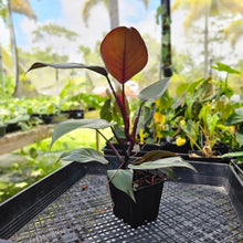 Load image into Gallery viewer, Philodendron Royal Queen, Exact Plant Ships Nationwide
