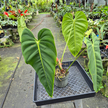 Load image into Gallery viewer, Philodendron Esmeraldense exact plant, Fedex 2day*
