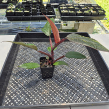 Load image into Gallery viewer, Philodendron Royal Queen 2.5" pot, Fedex 2day*
