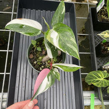Load image into Gallery viewer, Philodendron White Princess Variegated exact plant, Fedex 2day*
