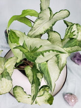 Load image into Gallery viewer, Three Kings Magic Marble, exact plant, variegated Syngonium, ships nationwide

