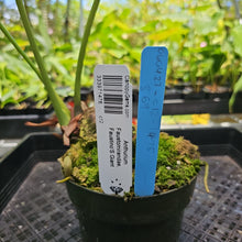 Load image into Gallery viewer, Anthurium Faustomirandae, Faustino&#39;S Giant, Exact Plant Ships Nationwide
