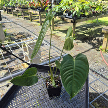 Load image into Gallery viewer, Anthurium Veitchii, Exact Plant
