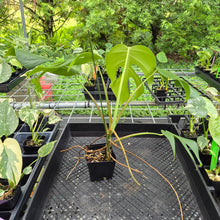 Load image into Gallery viewer, Monstera Sierrana Hawaii Clone, Exact Plant Ships Nationwide

