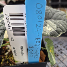 Load image into Gallery viewer, Alocasia Melo Albo variegated exact plant, Fedex 2day*
