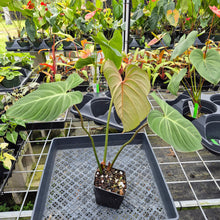 Load image into Gallery viewer, Philodendron Gloriosum, Pink Veined Back, Exact Plant Ships Nationwide
