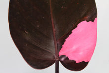 Load image into Gallery viewer, Variegated Philodendron Pink Princess, exact plant, ships nationwide
