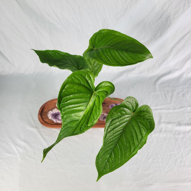 Anthurium Propinquum 4