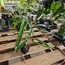 Load image into Gallery viewer, Philodendron Holtonianum, Exact Plant Ships Nationwide
