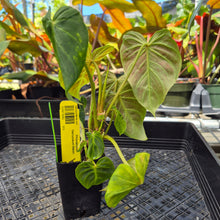 Load image into Gallery viewer, Philodendron Verrucosum Melon, Exact Plant Ships Nationwide
