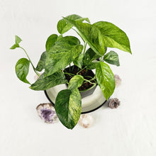 Load image into Gallery viewer, Epipremnum Pinnatum Tricolor Mint, Exact Plant Variegated multi pot of 4 Ships Nationwide
