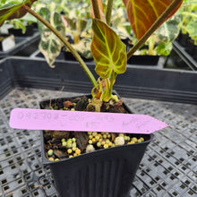 Load image into Gallery viewer, Philodendron Verrucosum Amazon Sunset exact plant, Fedex 2day*
